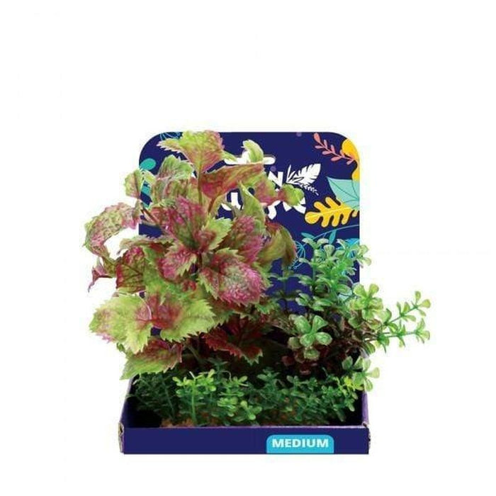 Amazon Jungle Flame Castella Display 15cm - Aquatic Supplies Australia