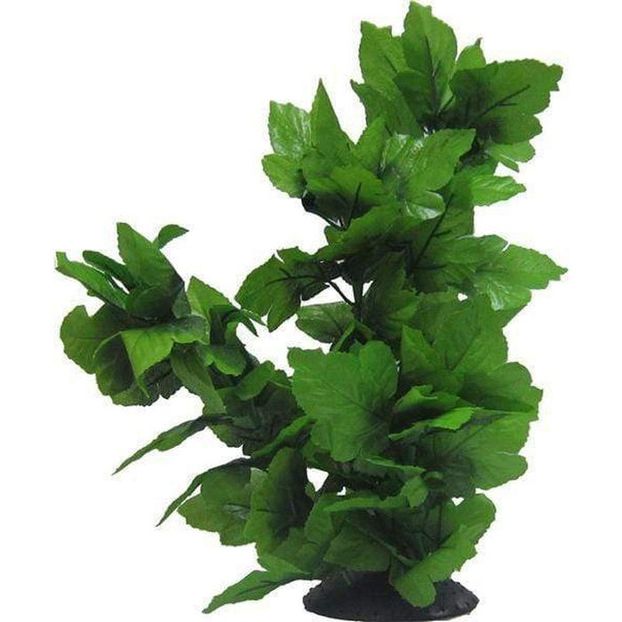 Amazon Jungle Tall Spatophylum Tree - Aquatic Supplies Australia