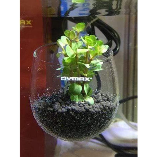 Dymax Crystal Cultivating Pot - Aquatic Supplies Australia