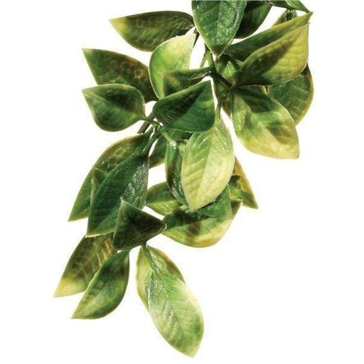 Exo Terra Hanging Forest Plants Mandarin - Aquatic Supplies Australia