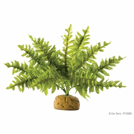 Exo Terra Rainforest Ground Plant Boston Fern Small (25cm wide) - Aquatic Supplies Australia