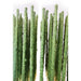 SAS Green Backs Shrimp Pops 10 Pack Aquatic Supplies Australia