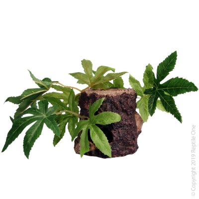 Reptile One Sativa on Resin Log 10 x 10 x 9cm