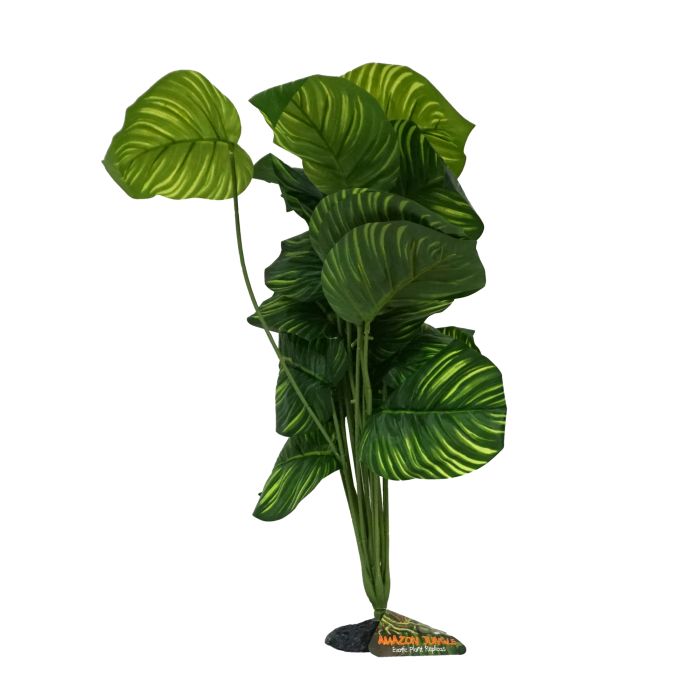 Amazon Jungle Apple Leaf Plant XL 45-50cm - Aquatic Supplies Australia