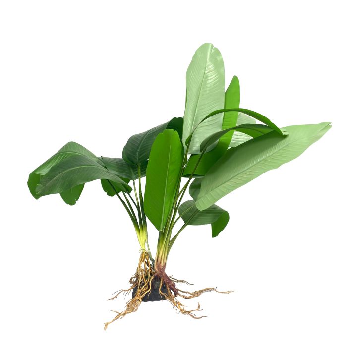 Amazon Jungle Broad Fern XL 50cm - Aquatic Supplies Australia