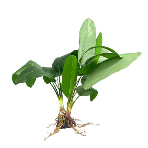 Amazon Jungle Broad Fern XL 50cm - Aquatic Supplies Australia