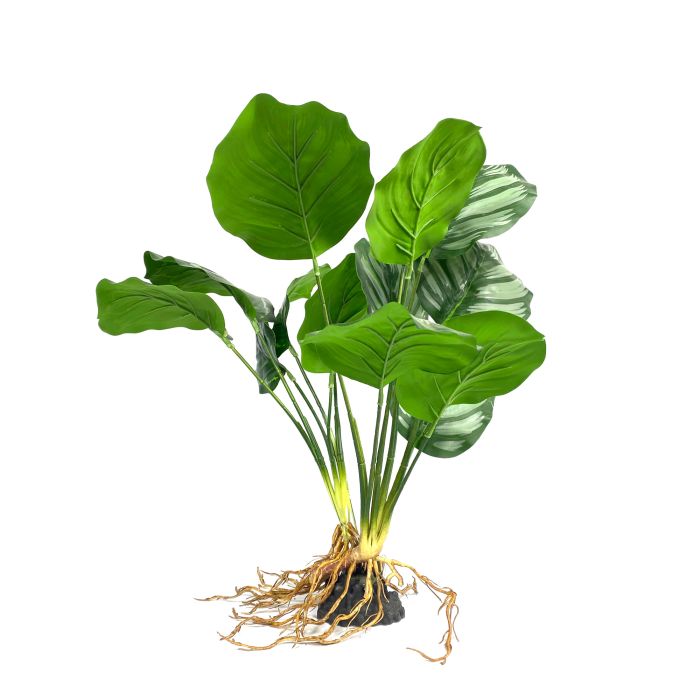 Amazon Jungle Caladium XL 45cm - Aquatic Supplies Australia
