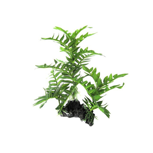 Amazon Jungle Coarse Fern L 30cm - Aquatic Supplies Australia