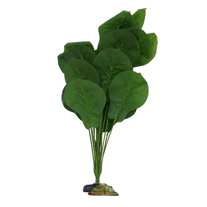 Amazon Jungle Ficus Lyrata XL 45-50cm - Aquatic Supplies Australia