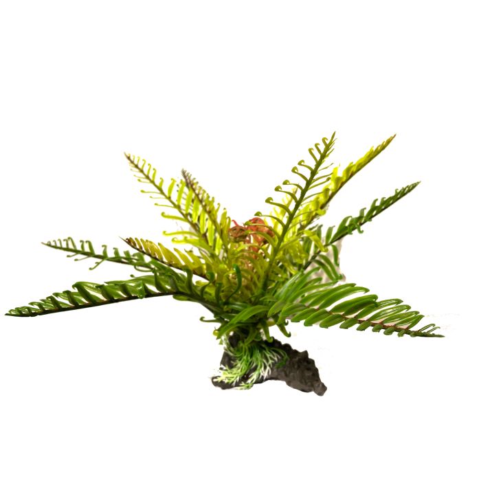 Amazon Jungle Filmy Fern Large 30cm - Aquatic Supplies Australia