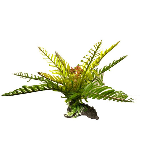 Amazon Jungle Filmy Fern Large 30cm - Aquatic Supplies Australia