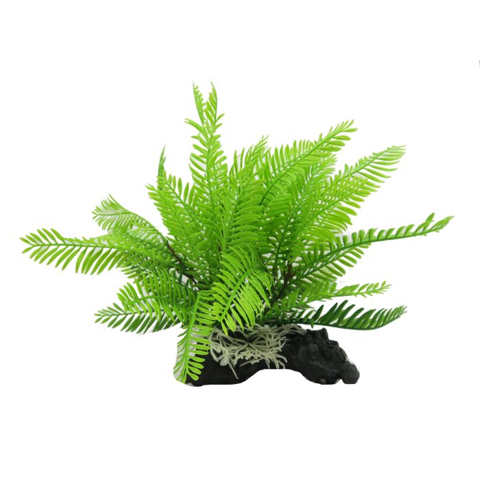 Amazon Jungle Filmy Fern Medium 28cm - Aquatic Supplies Australia