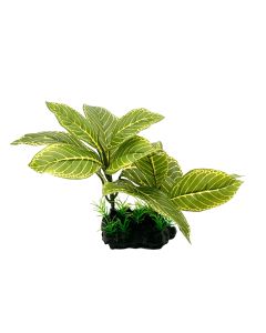 Amazon Jungle Giant Lemon Tree - Aquatic Supplies Australia