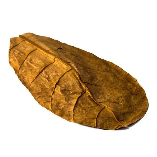 Aqua Natural Indian Almond Leaves 10 Pack - Organic A Grade - Aquatic Supplies Australia