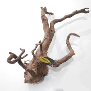 Dymax Tweety Wood - Aquatic Supplies Australia