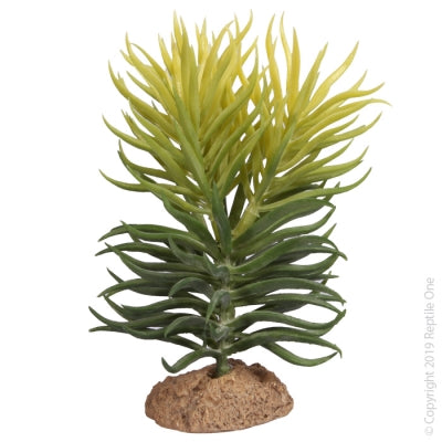 Reptile One Pencil Succulent with Resin Base 12.5 x 10.8 x 15cm