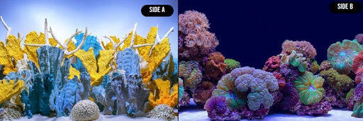 Seaview Background Coral Bliss / Luscia Reef 60cm High - Aquatic Supplies Australia