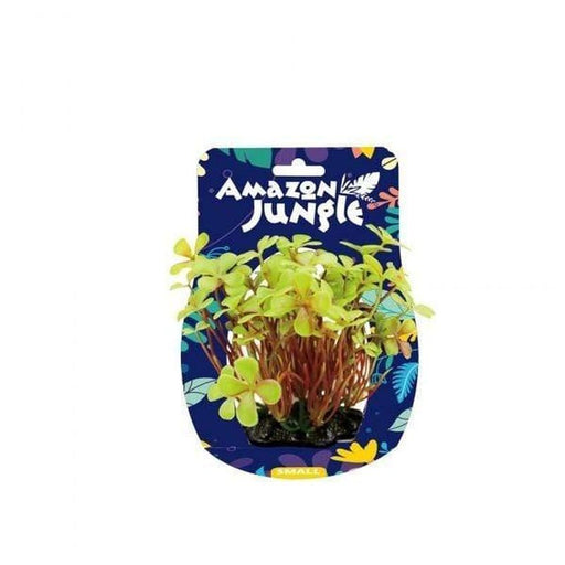 Amazon Jungle 4 Leaf Clover Display 10 - 12cm - Aquatic Supplies Australia