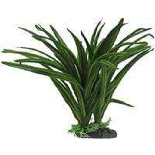 Amazon Jungle African Sword Plant - Aquatic Supplies Australia
