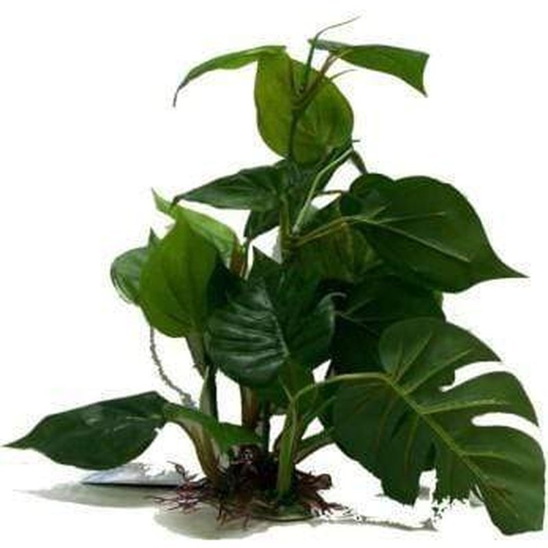 Amazon Jungle Anubias Large 30cm - Aquatic Supplies Australia