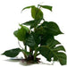 Amazon Jungle Anubias Large - Aquatic Supplies Australia
