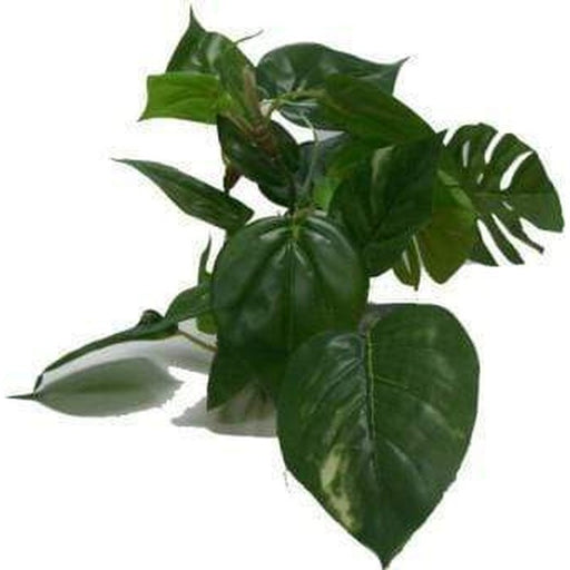 Amazon Jungle Anubias Medium - Aquatic Supplies Australia
