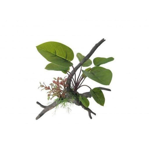Amazon Jungle Anubius Span Plant on Branch 26cm - Aquatic Supplies Australia