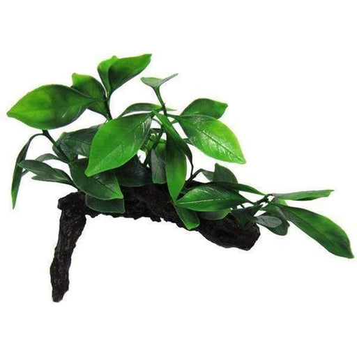 Amazon Jungle Aphilia on Log - Aquatic Supplies Australia