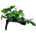 Amazon Jungle Aphilia on Log - Aquatic Supplies Australia