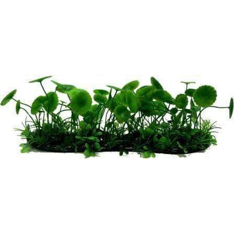 Amazon Jungle Banana Lily Covered Pad - Aquatic Supplies Australia