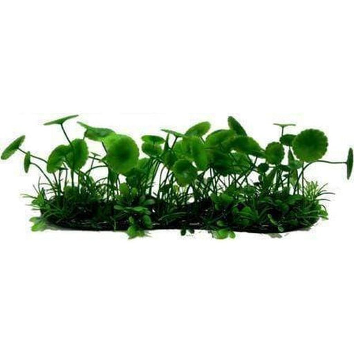 Amazon Jungle Banana Lily Covered Pad - Aquatic Supplies Australia
