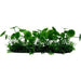 Amazon Jungle Banana Lily Covered Pad - Aquatic Supplies Australia