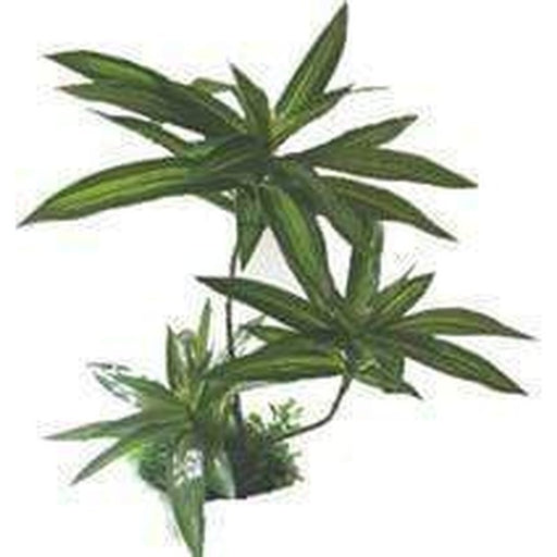 Amazon Jungle Brazilian Palm Plant 32cm - Aquatic Supplies Australia