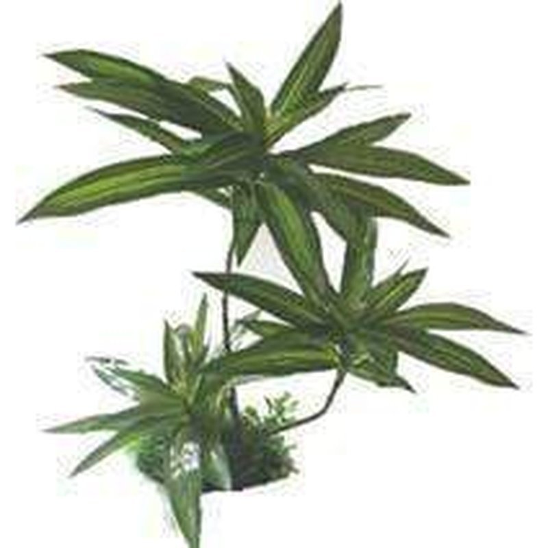 Amazon Jungle Brazilian Palm Plant - Aquatic Supplies Australia