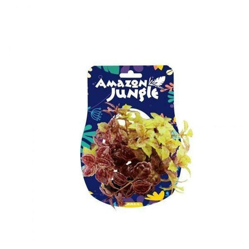 Amazon Jungle Carotina Display 10-12cm - Aquatic Supplies Australia