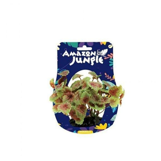 Amazon Jungle Flame Castella Display 10-12cm - Aquatic Supplies Australia
