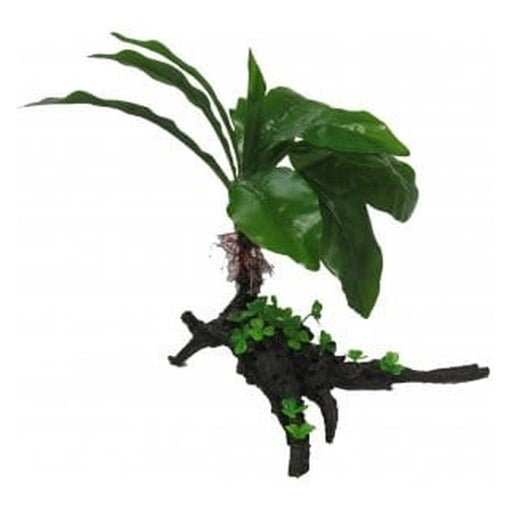 Amazon Jungle Giant Cardamine Tree 35cm - Aquatic Supplies Australia