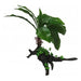 Amazon Jungle Giant Cardamine Tree 35cm - Aquatic Supplies Australia