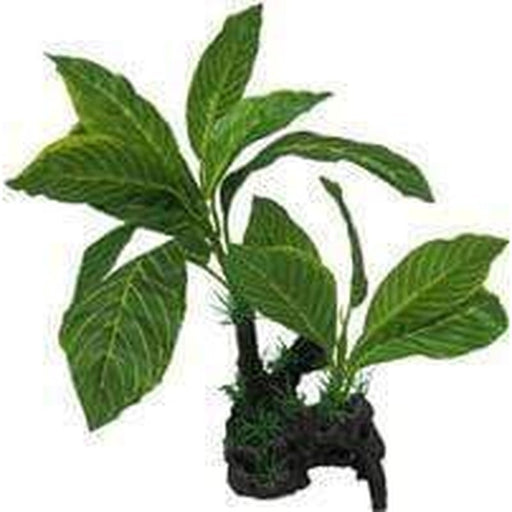 Amazon Jungle Giant Lemon Tree - Aquatic Supplies Australia