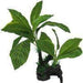 Amazon Jungle Giant Lemon Tree - Aquatic Supplies Australia