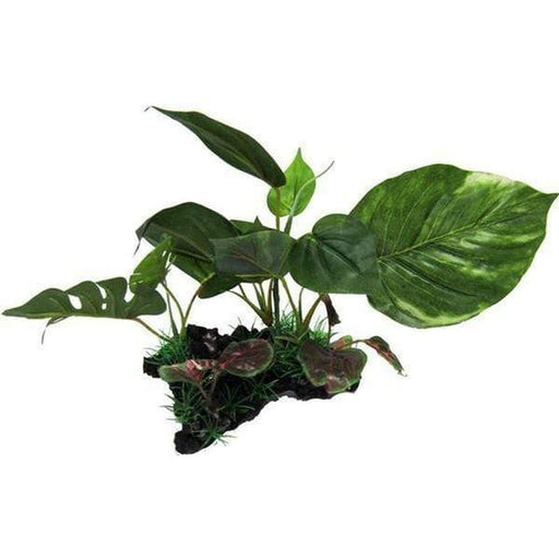 Amazon Jungle Giant Monsterio on Log 15cm - Aquatic Supplies Australia