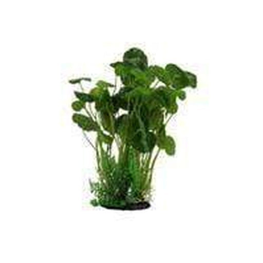 Amazon Jungle Giant Pennywort Bush - Aquatic Supplies Australia