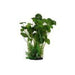 Amazon Jungle Giant Pennywort Bush - Aquatic Supplies Australia