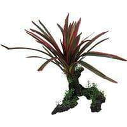 Amazon Jungle Giant Red & Green Spinifex - Aquatic Supplies Australia
