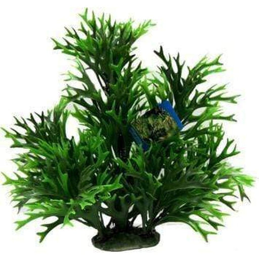 Amazon Jungle Kelp Tree - Aquatic Supplies Australia
