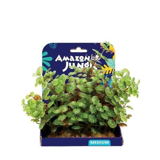 Amazon Jungle Ludwigia Display 15cm - Aquatic Supplies Australia