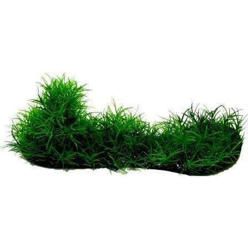 Amazon Jungle Micro Sword Covered Log - Aquatic Supplies Australia