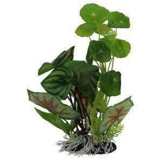 Amazon Jungle Pennywort/Flame Spathiophylym - Aquatic Supplies Australia