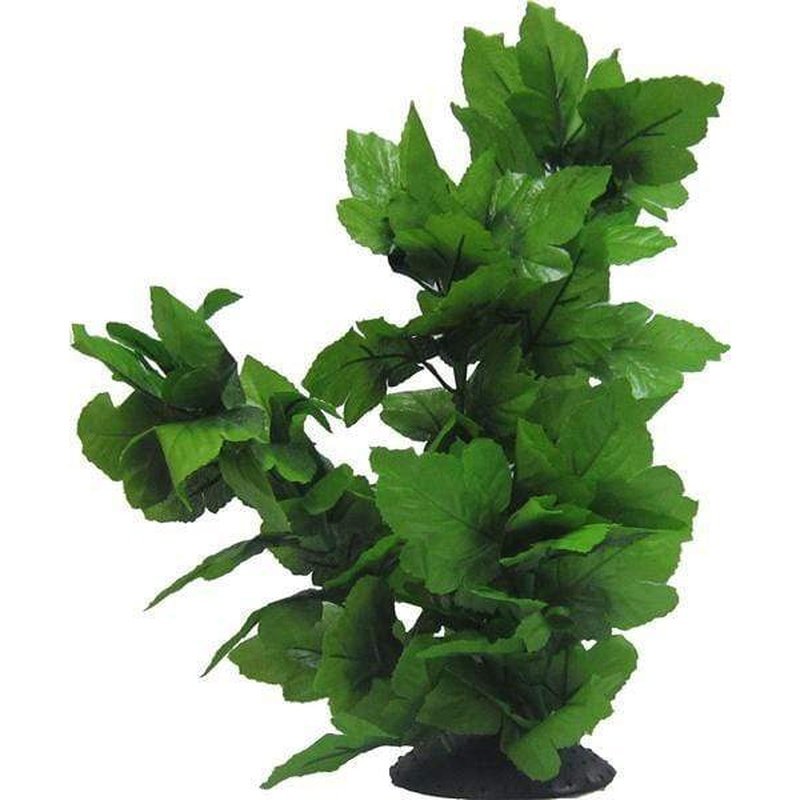 Amazon Jungle Tall Spatophylum Tree - Aquatic Supplies Australia
