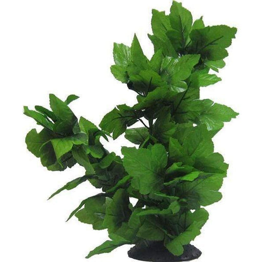 Amazon Jungle Tall Spatophylum Tree - Aquatic Supplies Australia
